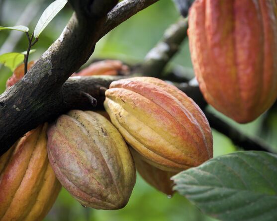 Leonidas cacao durable